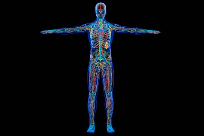 Male anatomy, illustration