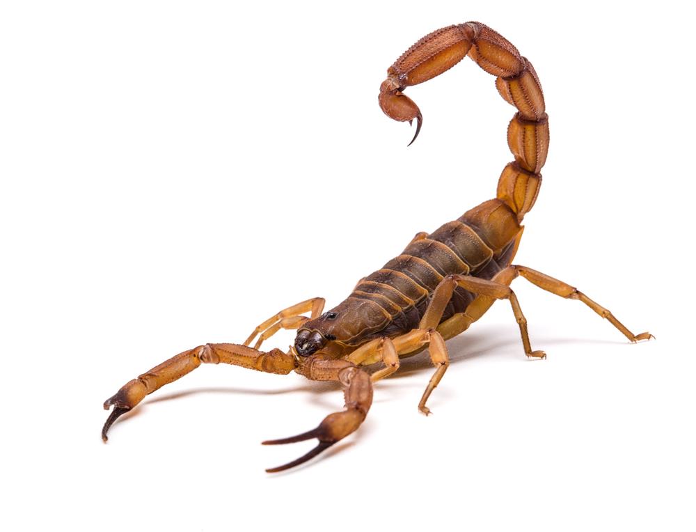escorpiao
