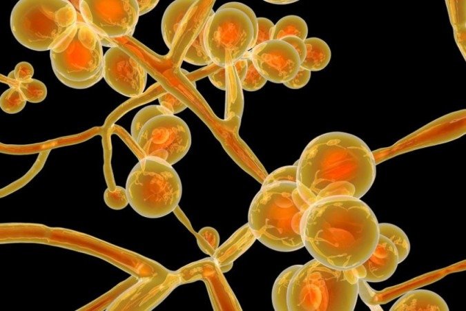 1__108122021_candida-6437315