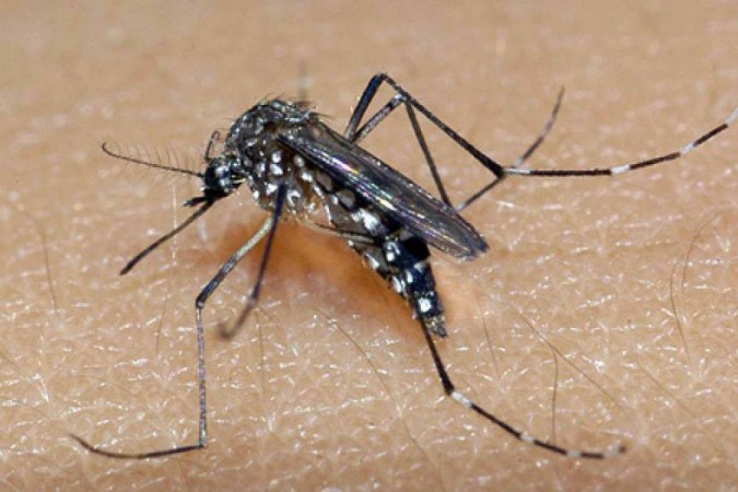 1_zika_fiocruz-44673101
